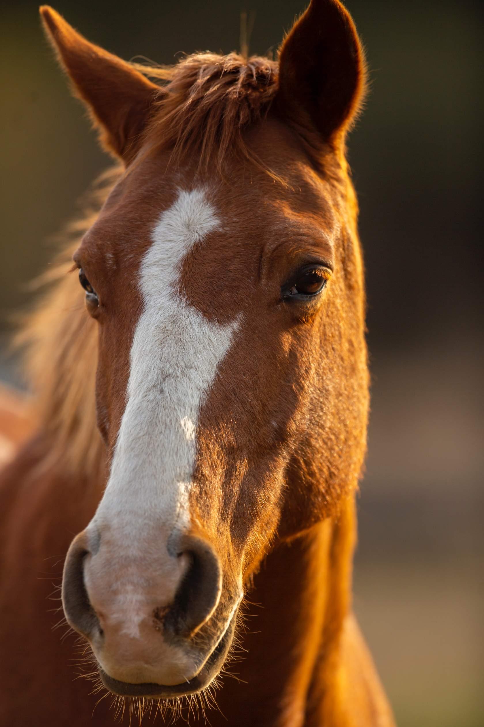 Paard